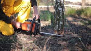 Best Storm Damage Tree Cleanup  in Oronogo, MO